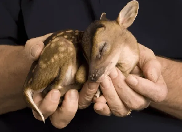 Make Me Japi: Serie de Fotografías de Animales Bebés