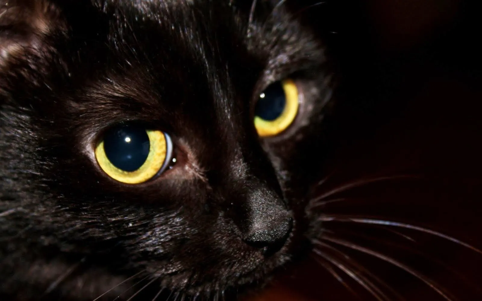 La mala suerte y los gatos negros ~ Misterios en la Web