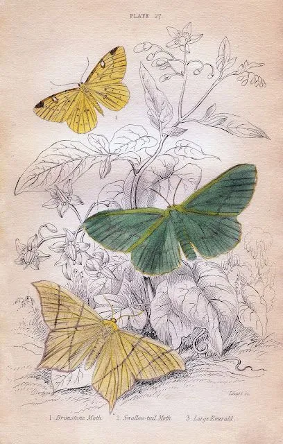 MALETA DE RECORTES: Láminas Antiguas con Mariposas