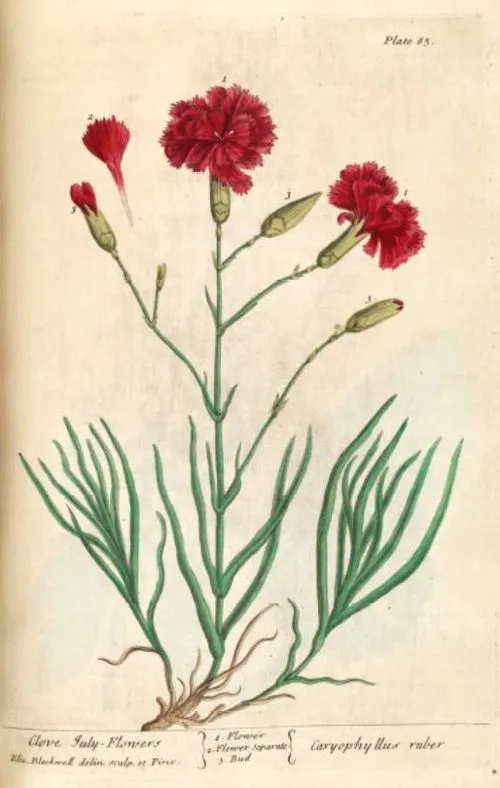 MALINALLI · herbolaria médica: CLAVEL, carnation - Dianthus ...