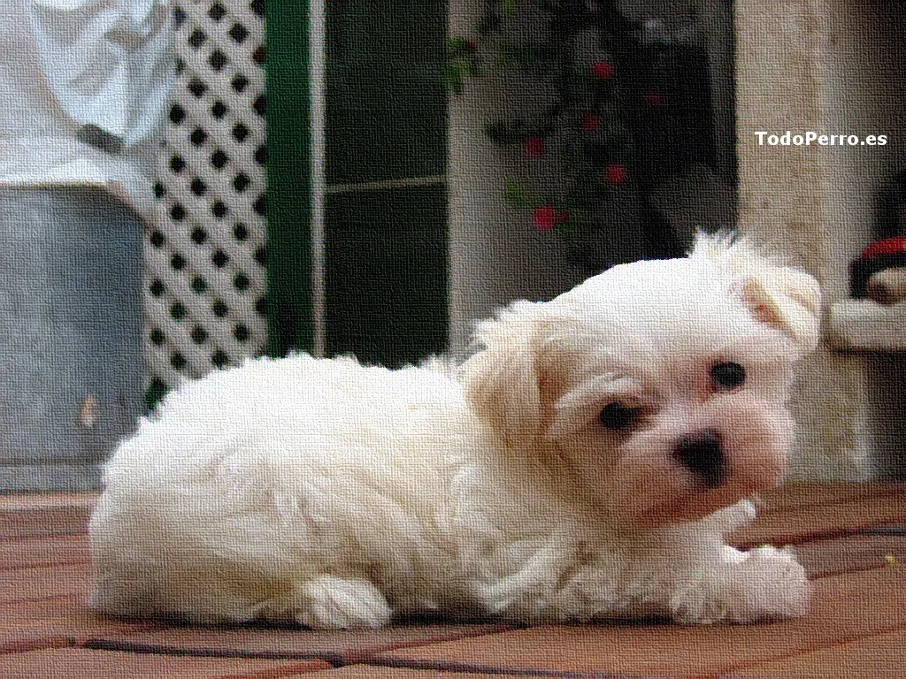 Malteses: Los perros más lindos del mundo | Imágenes | tipete.com Malteses: Los perros más lindos del mundo | Imágenes | tipete.com