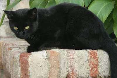 NO MALTRATO Y MATANZA ANIMAL!!!: El problema de los gatos negros ...