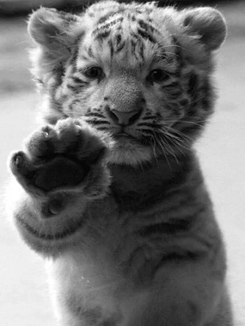 mały tygrys | Tumblr