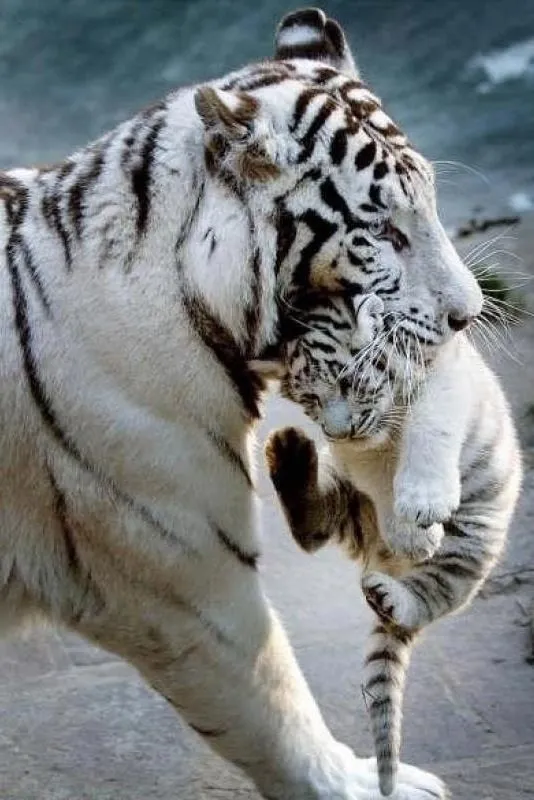 Mamá y Bebe tigre blanco | Animals | Pinterest | Bebe, Baby Tigers ...