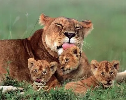 Mama Leona con sus crias | Animales | Pinterest