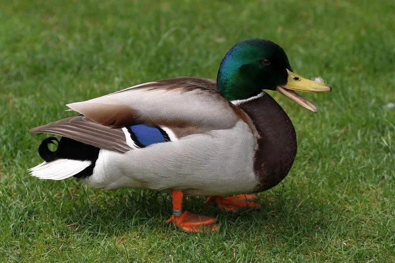 A mama pata se le vuelan sus patitos - Taringa! A mama pata se le vuelan sus patitos - Taringa!