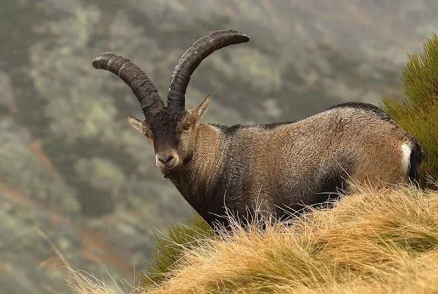 GRANDES MAMÍFEROS DE ALTA MONTAÑA | edugomez GRANDES MAMÍFEROS DE ALTA MONTAÑA | edugomez