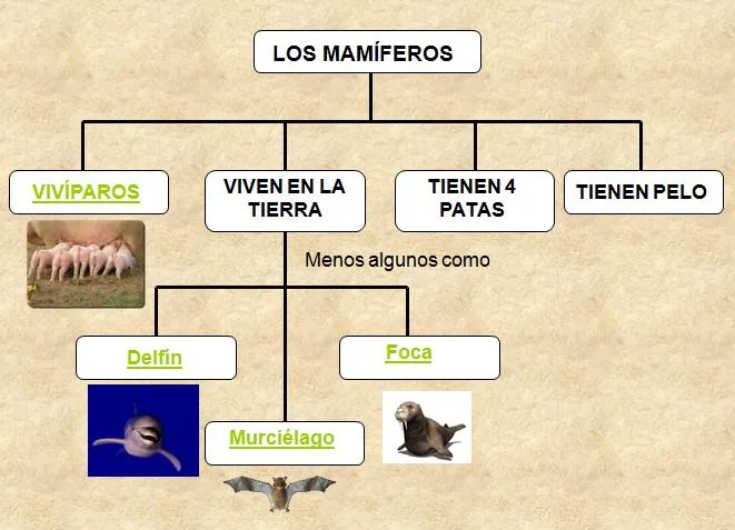 mamíferos | Blog de 1º de E.P. Colegio Vedruna (Pamplona)