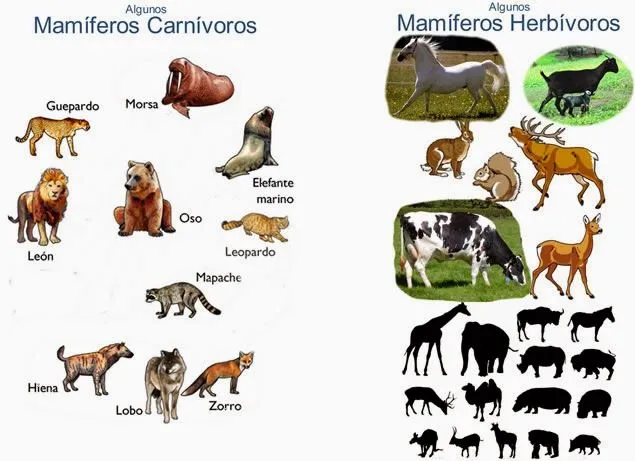 Mamíferos en el reino animal | EDUpunto.com