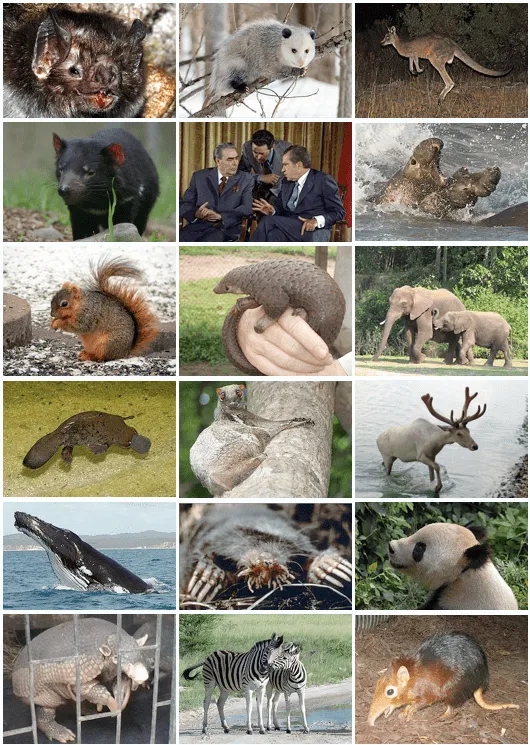 Mammalia - Wikipedia, la enciclopedia libre Mammalia - Wikipedia, la enciclopedia libre