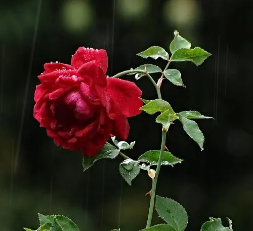 La mañana, la rosa, la lluvia... | Flickr - Photo Sharing!