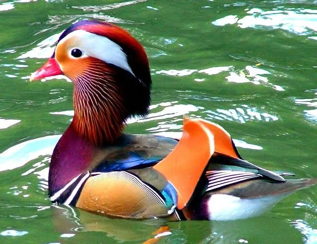 mandarin duck in full color | Flickr - Photo Sharing!