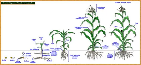 Manual técnico del cultivo de maíz (Zea mays), variedad marginal ... Manual técnico del cultivo de maíz (Zea mays), variedad marginal ...
