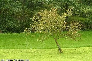 Manzanas-árbol | Fotos, Banco de fotos, Galería de fotografía