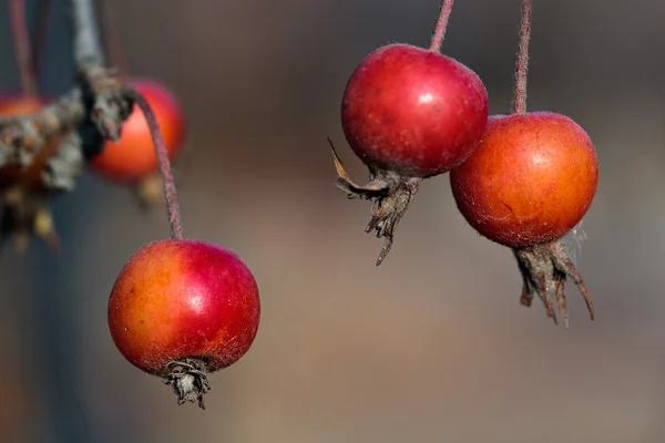 Manzanas pequeñas (lat. pyrus malus) de árbol en otoño, macro ...