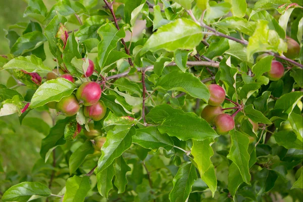 Manzanas rojas en rama de árbol de manzana — Foto stock © natalt ...