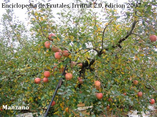 El Manzano | Frutales y requerimiento climático