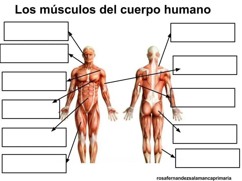 Map Quiz: Sistema muscular (aparato locomotor - sistema muscular - musculos)
