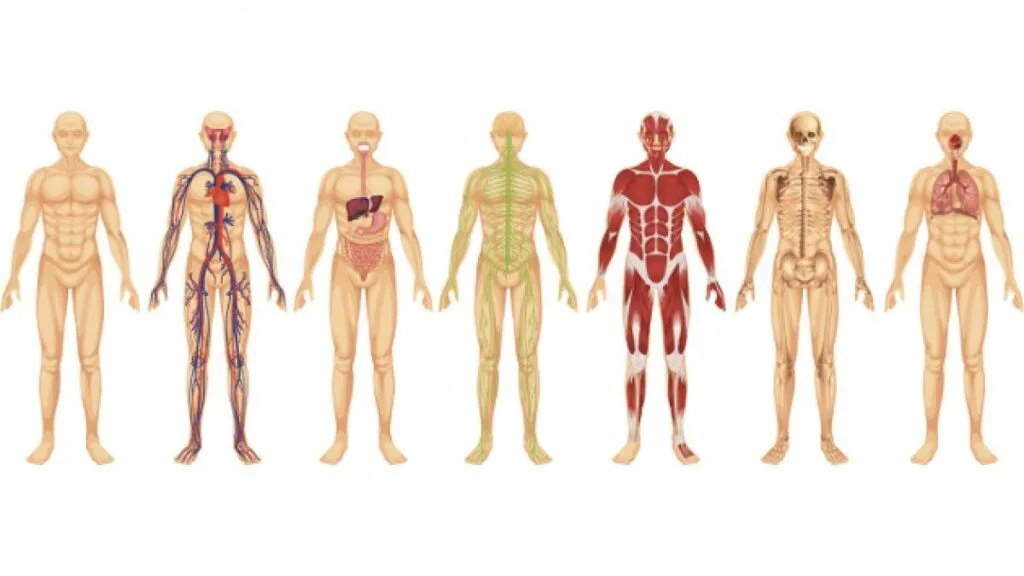 ▷ Mapa conceptual del cuerpo humano ¡Guía paso a paso!