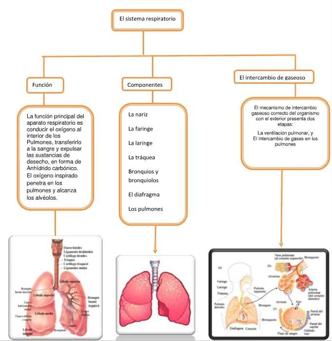 Mapa conceptual sobre el sistema respiratorio | naturaleshoy