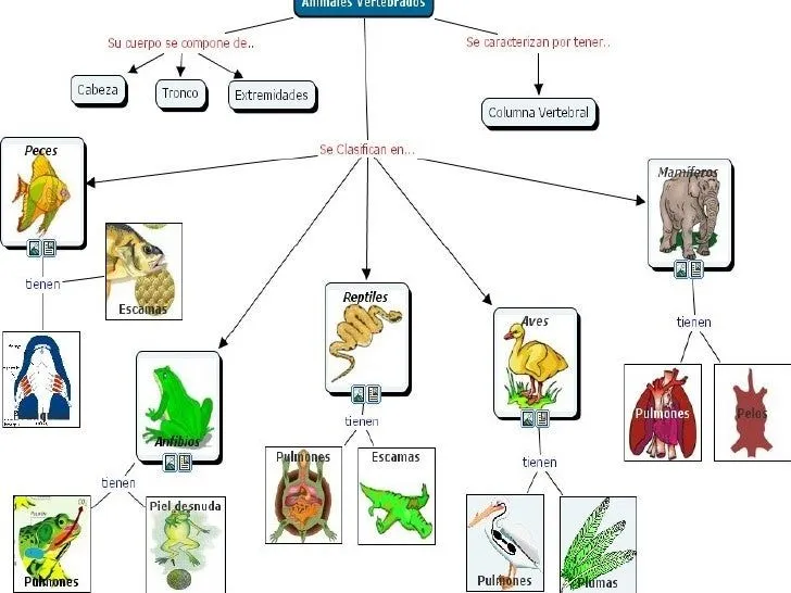 Mapa conceptual Vertebrados e invertebrados