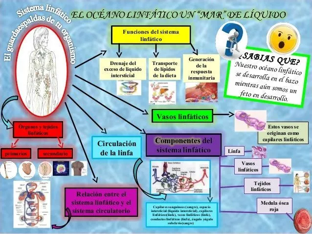 Mapa mental sistema linfatico