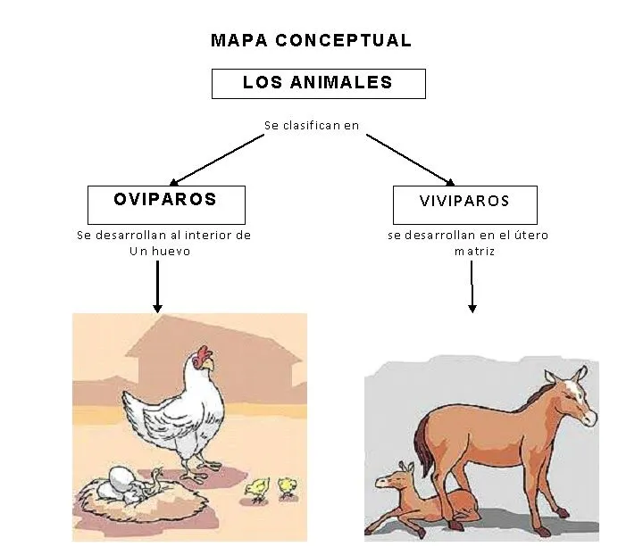Reproducción vivipara y ovipara - Imagui