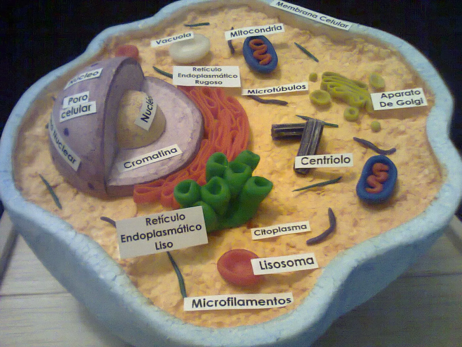 La célula, unidad básica de vida | La célula animal y sus organelos