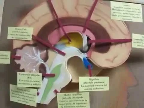 Maqueta del Cerebro - YouTube