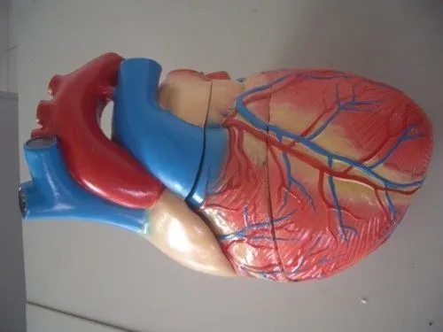 Como hacer una maqueta del corazon con material reciclable - Imagui