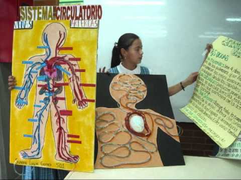 Maqueta del sistema circulatorio para niños - Imagui