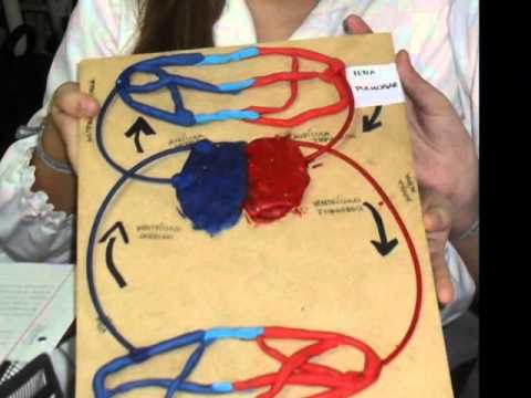 Una maqueta del sistema circulatorio - Imagui