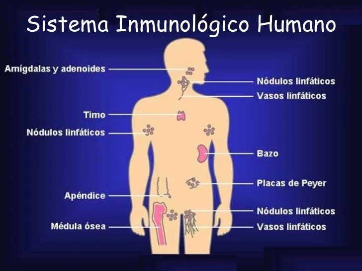 Maqueta del sistema inmunologico - Imagui