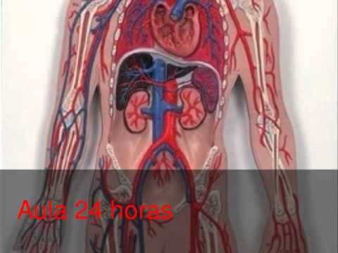 Maqueta sistema circulatorio funcional - Imagui