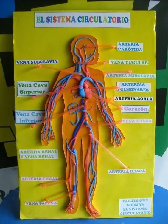 Maquetas y modelos escolares para trabajar el cuerpo humano – Imagenes  Educa… | Sistema circulatorio, Sistemas del cuerpo humano, Proyectos de  ciencia de la escuela