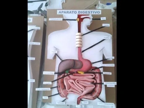 Maquetas de los sistemas digestivos respiratorio circulatorio y ...