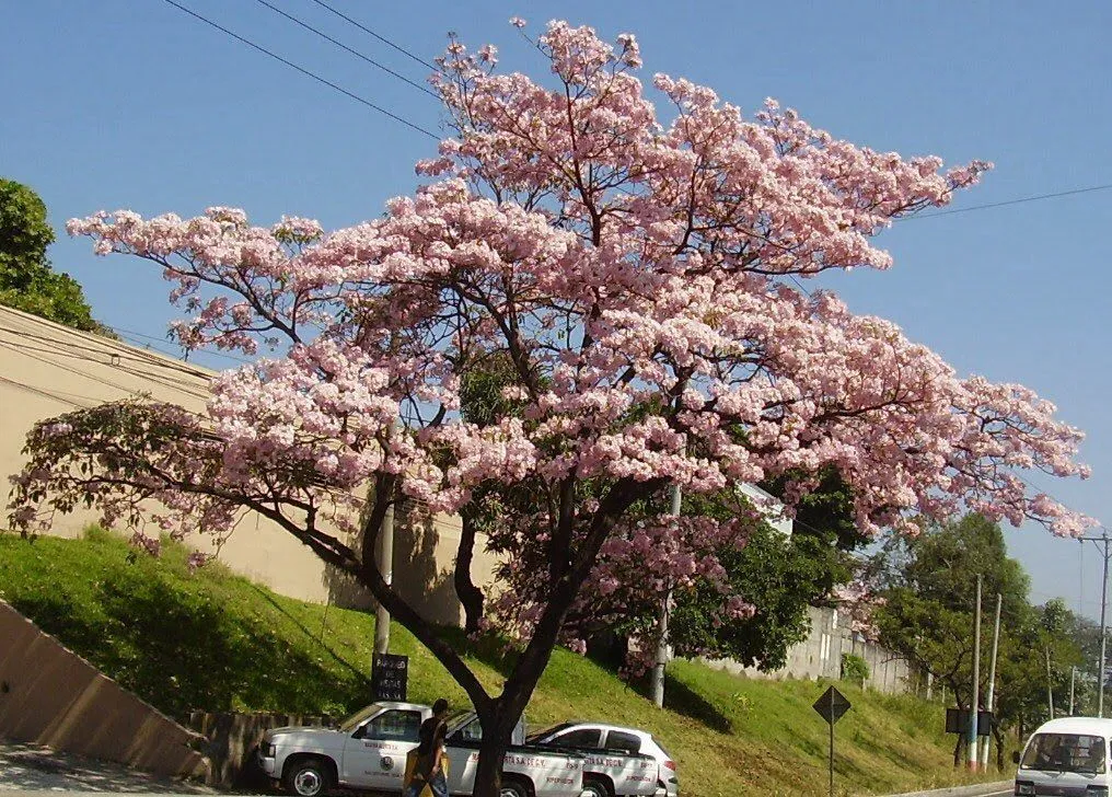 Maquilishuat, árbol nacional de mi país, El Salvador. | El salvador,  Landscape, Central america
