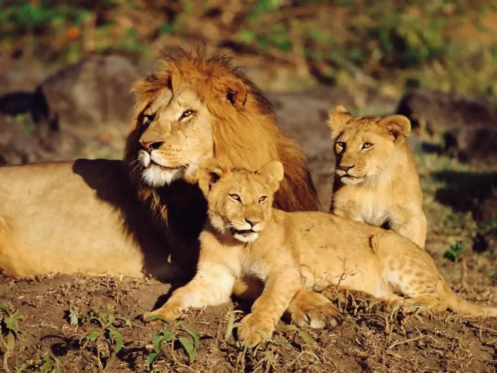 Mar de palabras: El rey de selva: El León Mar de palabras: El rey de selva: El León