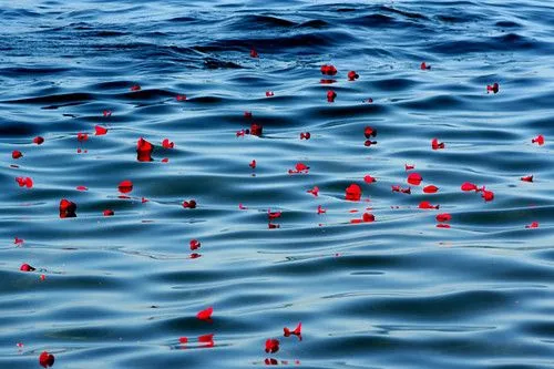 Mar de rosas | Flickr - Photo Sharing!