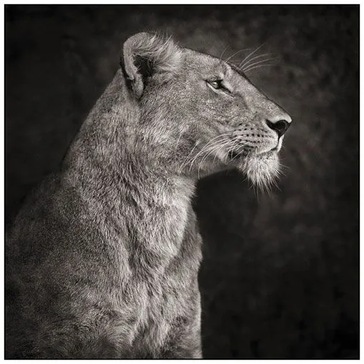 Maravillosas fotografías de animales africanos en blanco y negro ...