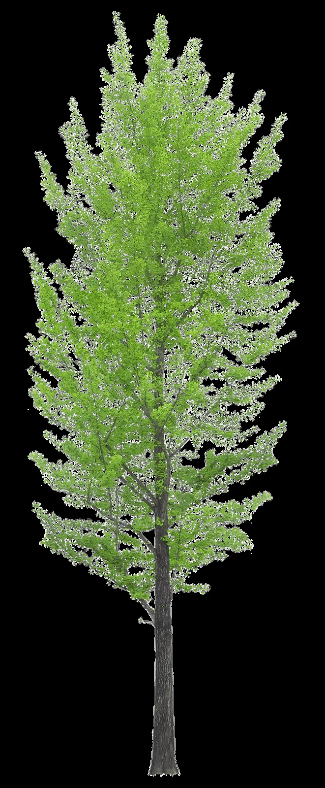 MARCOS PARA FOTOS, MARCOSSCRAP: ARBOLES, JARDINES Y PALMERAS PNG MARCOS PARA FOTOS, MARCOSSCRAP: ARBOLES, JARDINES Y PALMERAS PNG