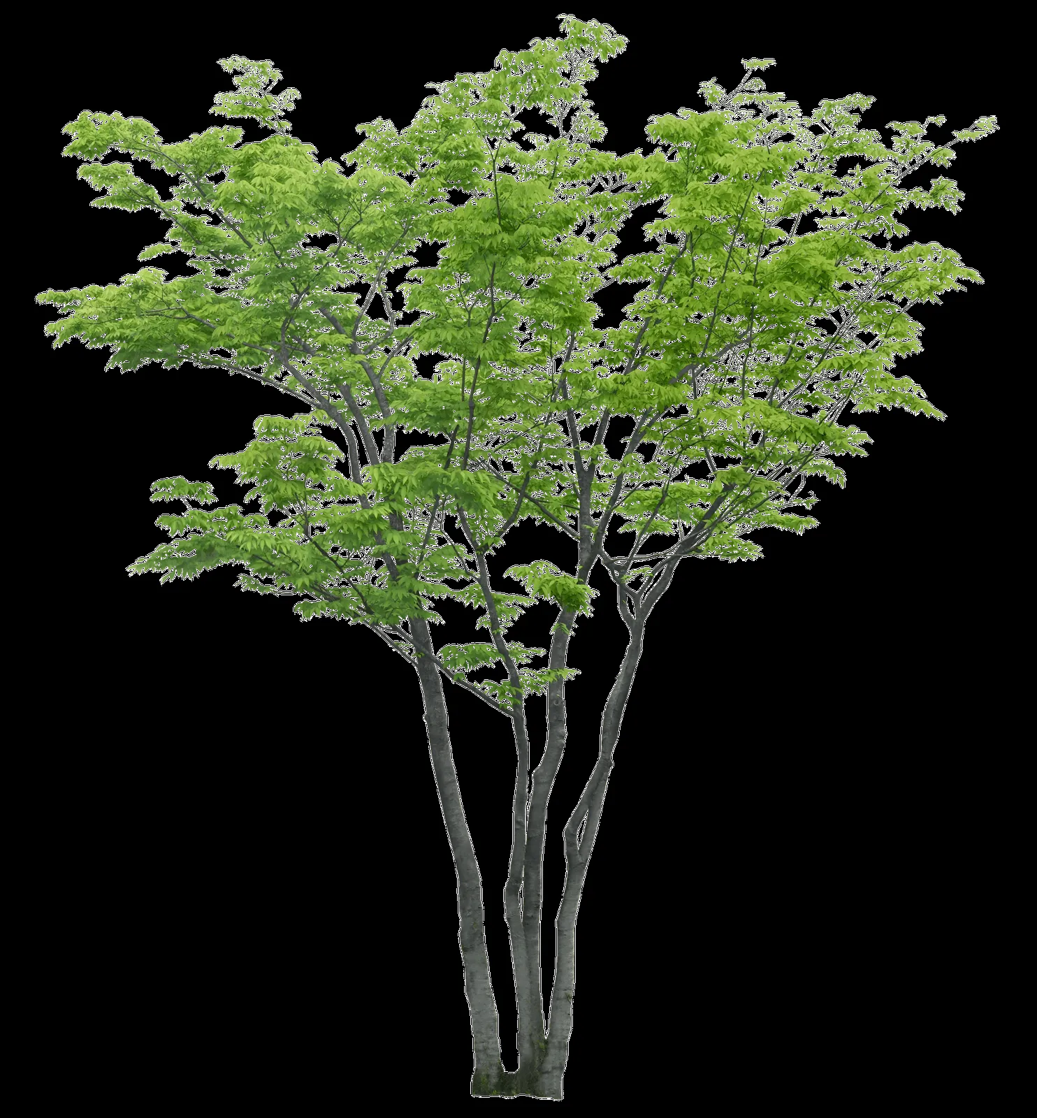 MARCOS PARA FOTOS, MARCOSSCRAP: ARBOLES, JARDINES Y PALMERAS PNG MARCOS PARA FOTOS, MARCOSSCRAP: ARBOLES, JARDINES Y PALMERAS PNG