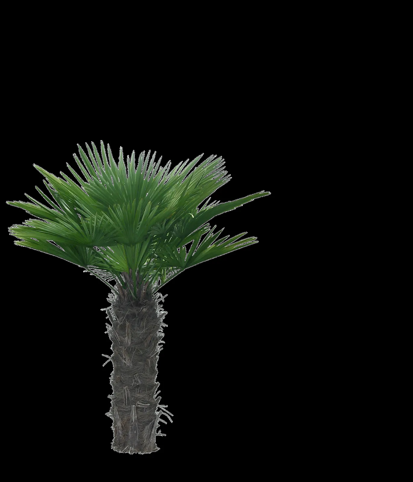 MARCOS PARA FOTOS, MARCOSSCRAP: ARBOLES, JARDINES Y PALMERAS PNG MARCOS PARA FOTOS, MARCOSSCRAP: ARBOLES, JARDINES Y PALMERAS PNG
