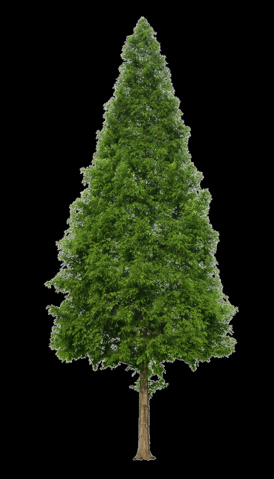MARCOS GRATIS PARA FOTOS: ARBOLES, PALMERAS, JARDINES PNG MARCOS GRATIS PARA FOTOS: ARBOLES, PALMERAS, JARDINES PNG