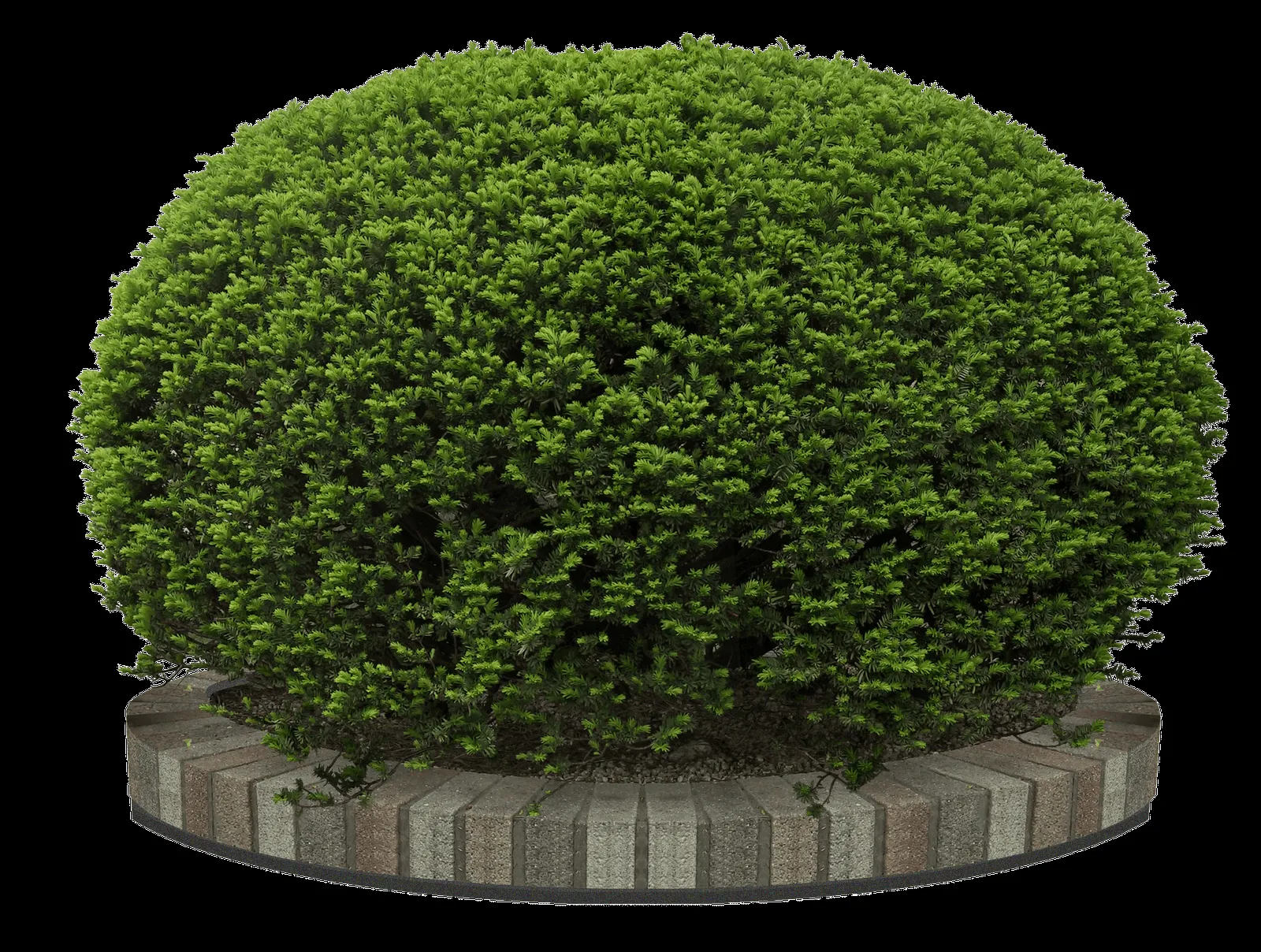 MARCOS GRATIS PARA FOTOS: ARBOLES, PALMERAS, JARDINES PNG MARCOS GRATIS PARA FOTOS: ARBOLES, PALMERAS, JARDINES PNG