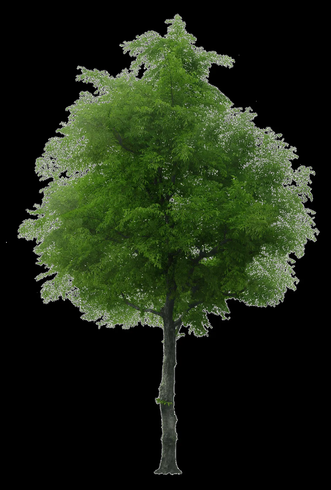 MARCOS PARA FOTOS, MARCOSSCRAP: ARBOLES, JARDINES Y PALMERAS PNG MARCOS PARA FOTOS, MARCOSSCRAP: ARBOLES, JARDINES Y PALMERAS PNG