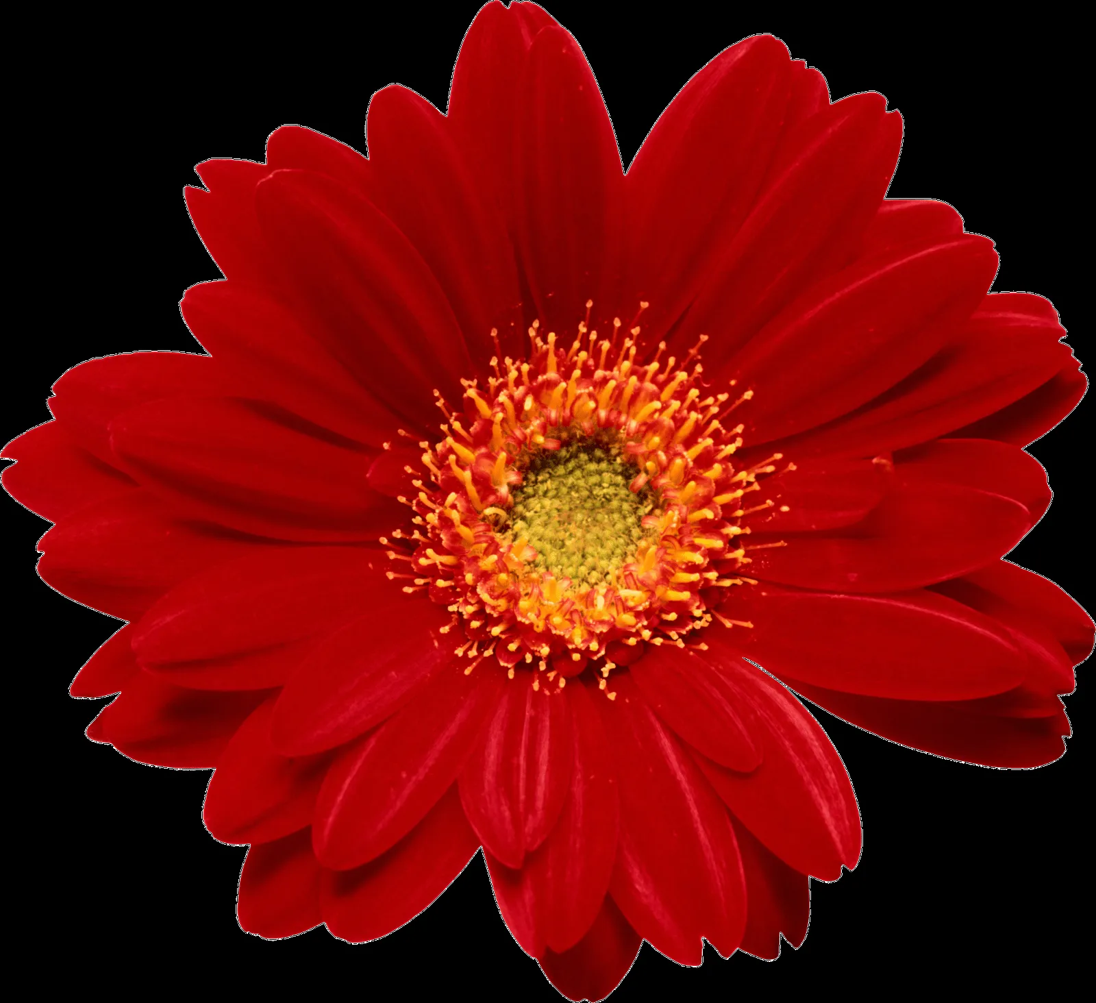MARCOS GRATIS PARA FOTOS: FLORES PNG, RAMOS, ETC, RENDERS MARCOS GRATIS PARA FOTOS: FLORES PNG, RAMOS, ETC, RENDERS