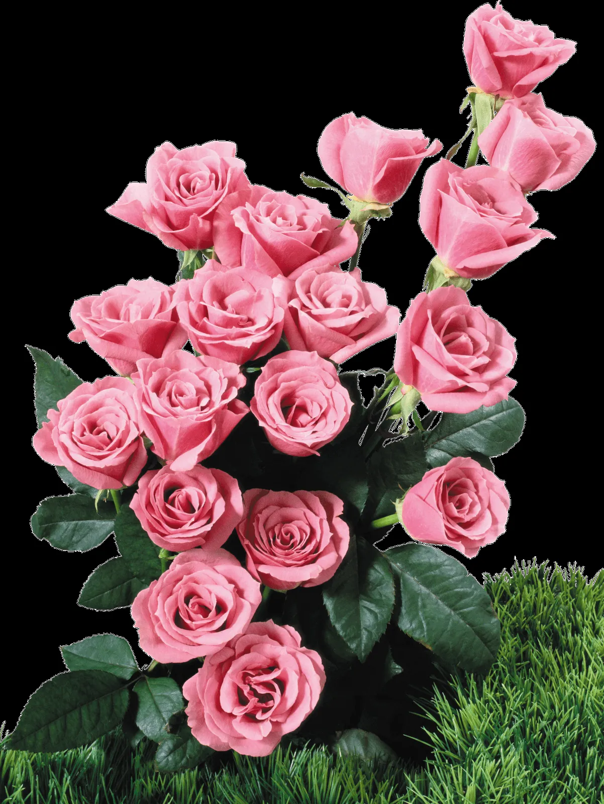 MARCOS GRATIS PARA FOTOS: FLORES PNG, RAMOS, ETC, RENDERS MARCOS GRATIS PARA FOTOS: FLORES PNG, RAMOS, ETC, RENDERS