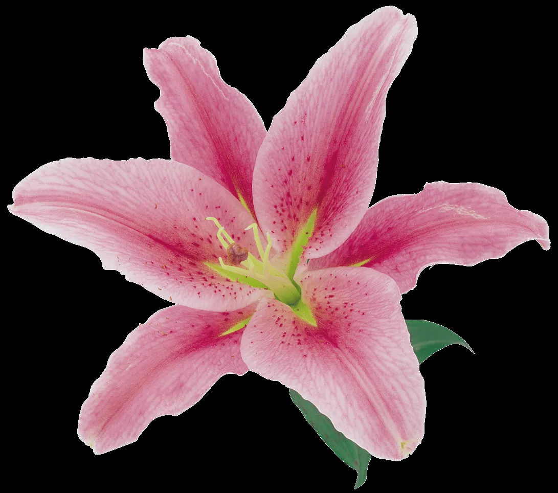 MARCOS GRATIS PARA FOTOS: FLORES PNG, RENDERS DE FLORES, MARCOS GRATIS PARA FOTOS: FLORES PNG, RENDERS DE FLORES,