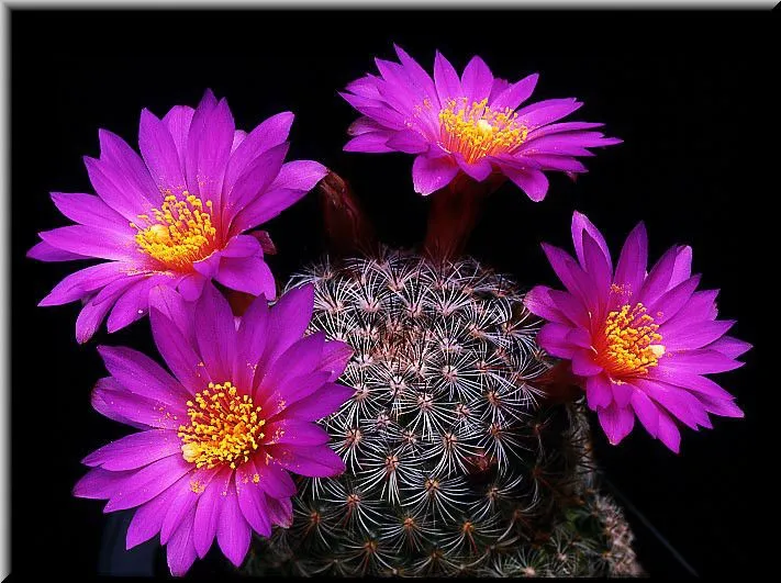 MariaJose: Cactus en flor
